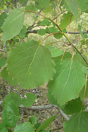 Populus tremula / Aspen, D Mannheim 29.4.2007