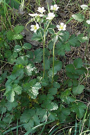 Potentilla rupestris / Rock Cinquefoil, D Donnersberg 6.5.2007