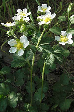 Potentilla rupestris \ Felsen-Fingerkraut, D Donnersberg 6.5.2007