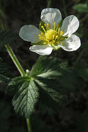 Potentilla rupestris \ Felsen-Fingerkraut / Rock Cinquefoil, D Donnersberg 6.5.2007