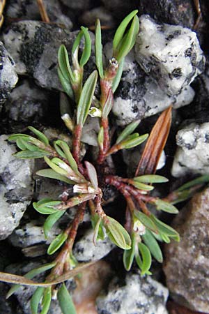 Polygonum rurivagum \ Unbestndiger Vogel-Knterich, Schmalblttriger Acker-Vogelknterich, D Bensheim 5.7.2007