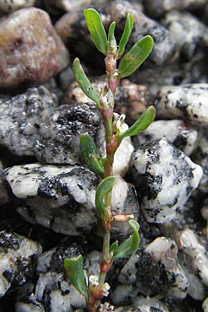 Polygonum rurivagum \ Unbestndiger Vogel-Knterich, Schmalblttriger Acker-Vogelknterich / Cornfield Knotgrass, Narrow-Leaf Knotweed, D Bensheim 5.7.2007