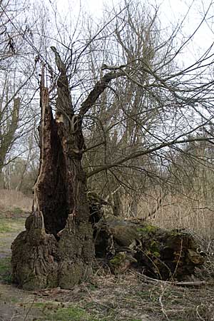 Populus x canadensis \ Kanadische Pappel, Bastard-Schwarzpappel / Black Poplar, D Ketsch 9.3.2008