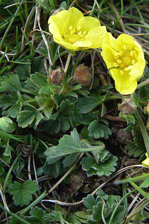 Potentilla incana \ Sand-Fingerkraut / Sand Cinquefoil, D Rheinhessen, Frei-Laubersheim 13.4.2008