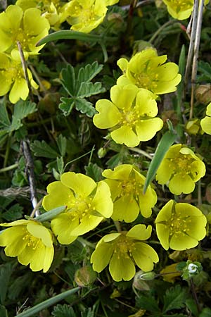 Potentilla incana / Sand Cinquefoil, D Viernheim 23.4.2008