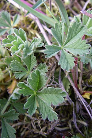 Potentilla incana / Sand Cinquefoil, D Viernheim 23.4.2008