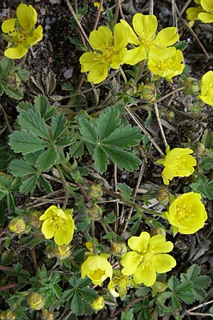 Potentilla incana \ Sand-Fingerkraut, D Viernheim 23.4.2008