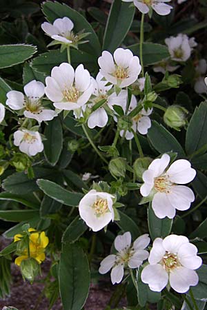 Potentilla alba \ Weies Fingerkraut, D Weinheim an der Bergstraße, Botan. Gar.  Hermannshof 26.4.2008