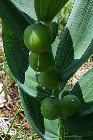 Polygonatum odoratum / Angular Solomon's Seal, D Donnersberg 14.6.2008