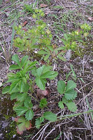 Potentilla intermedia / Downy Cinquefoil, Russian Cinquefoil, D Rheinstetten-Silberstreifen 21.7.2008