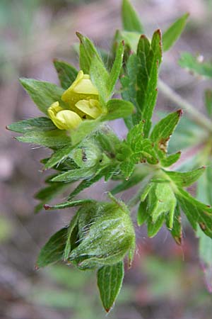 Potentilla intermedia \ Mittleres Fingerkraut, D Rheinstetten-Silberstreifen 21.7.2008