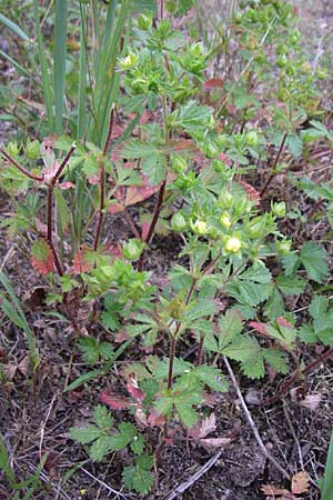 Potentilla intermedia \ Mittleres Fingerkraut / Downy Cinquefoil, Russian Cinquefoil, D Rheinstetten-Silberstreifen 21.7.2008