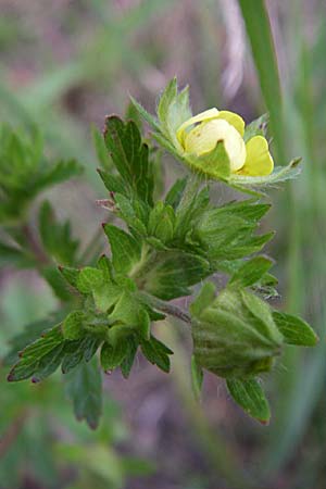 Potentilla intermedia \ Mittleres Fingerkraut, D Rheinstetten-Silberstreifen 21.7.2008