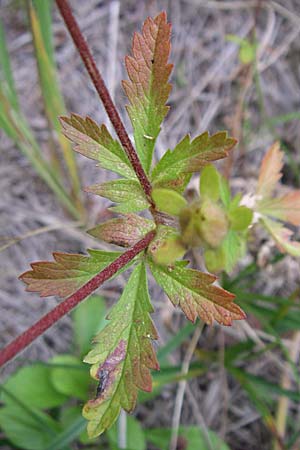 Potentilla intermedia \ Mittleres Fingerkraut, D Rheinstetten-Silberstreifen 21.7.2008