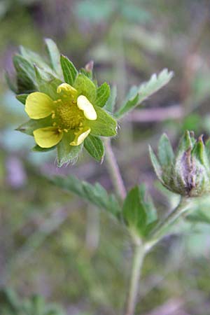 Potentilla intermedia \ Mittleres Fingerkraut, D Rheinstetten-Silberstreifen 21.7.2008