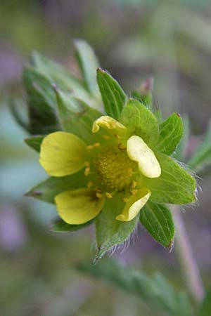 Potentilla intermedia / Downy Cinquefoil, Russian Cinquefoil, D Rheinstetten-Silberstreifen 21.7.2008