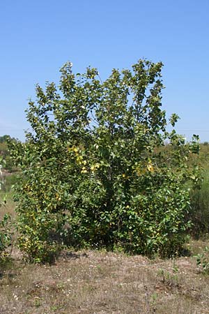 Populus balsamifera agg. \ Balsam-Pappel / Balsam Poplar, D Rheinstetten-Silberstreifen 31.7.2008