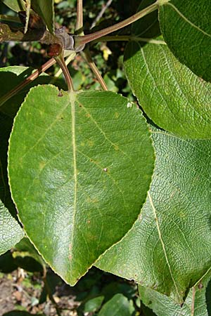 Populus balsamifera agg. \ Balsam-Pappel, D Rheinstetten-Silberstreifen 31.7.2008