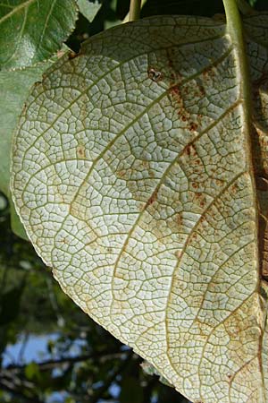 Populus balsamifera agg. \ Balsam-Pappel / Balsam Poplar, D Rheinstetten-Silberstreifen 31.7.2008