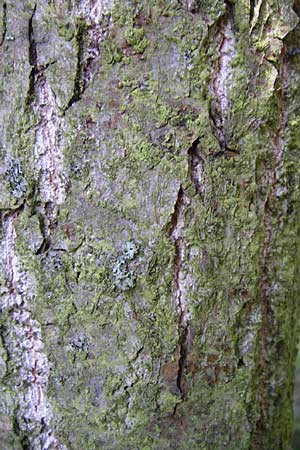 Populus balsamifera agg. \ Balsam-Pappel / Balsam Poplar, D Rheinstetten-Silberstreifen 31.7.2008