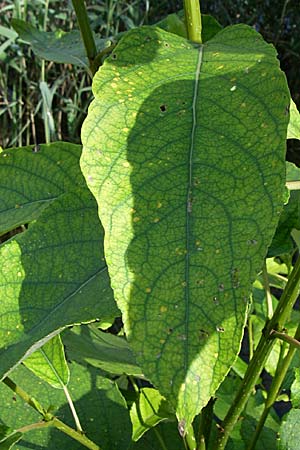 Populus balsamifera agg. \ Balsam-Pappel, D Rheinstetten-Silberstreifen 16.8.2008