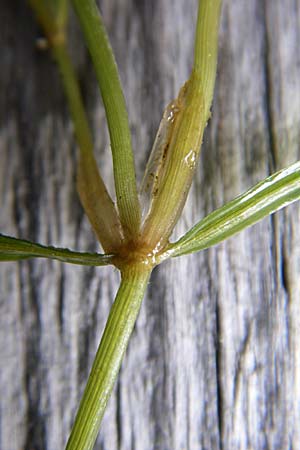 Potamogeton berchtoldii \ Berchtolds Zwerg-Laichkraut / Small Pontweed, D Rheinstetten-Silberstreifen 18.8.2008