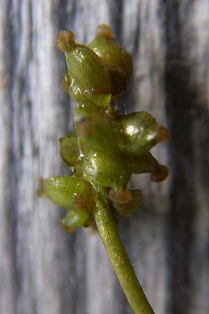 Potamogeton berchtoldii \ Berchtolds Zwerg-Laichkraut / Small Pontweed, D Rheinstetten-Silberstreifen 18.8.2008