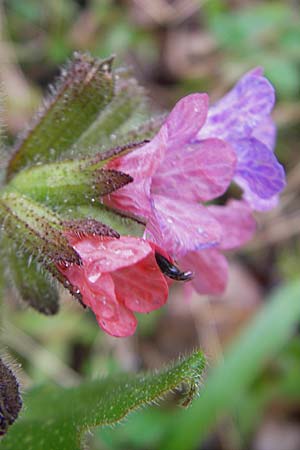 Pulmonaria officinalis \ Echtes Lungenkraut / Lungwort, D Günzburg 18.4.2009