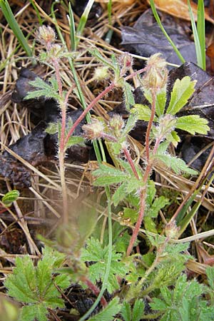 Potentilla heptaphylla \ Siebenblttriges Fingerkraut / Seven-Leaved Cinquefoil, D Günzburg 18.4.2009