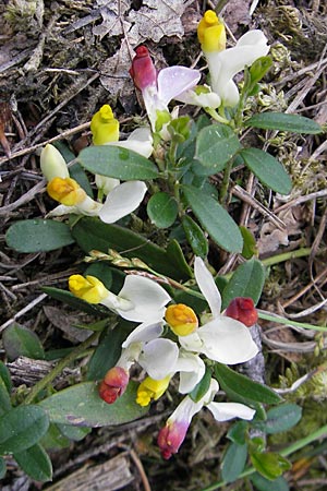 Polygala chamaebuxus \ Buchs-Kreuzblume, Buchs-Kreuzblmchen / Shrubby Milkwort, D Pfronten 22.5.2009