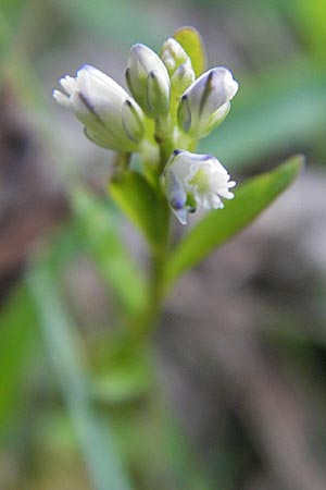 Polygala comosa / Tufted Milkwort, D Günzburg 22.5.2009