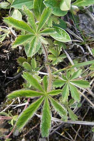 Potentilla heptaphylla \ Siebenblttriges Fingerkraut / Seven-Leaved Cinquefoil, D Günzburg 22.5.2009