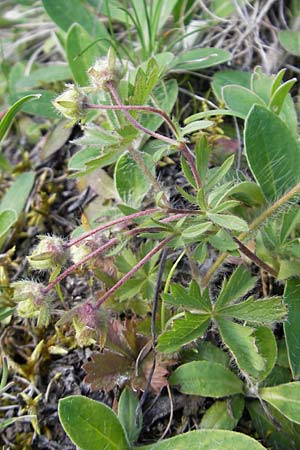 Potentilla heptaphylla \ Siebenblttriges Fingerkraut, D Günzburg 22.5.2009