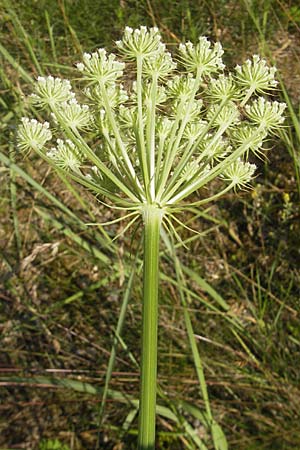 Peucedanum cervaria \ Hirschwurz-Haarstrang, D Darmstadt 17.6.2009