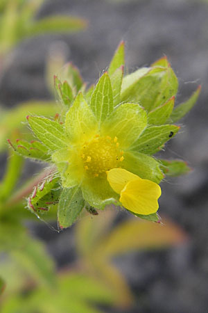 Potentilla intermedia \ Mittleres Fingerkraut, D Mannheim 19.6.2009