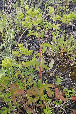 Potentilla intermedia / Downy Cinquefoil, Russian Cinquefoil, D Mannheim 19.6.2009