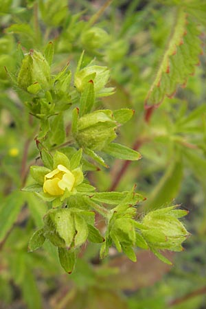 Potentilla intermedia \ Mittleres Fingerkraut, D Mannheim 19.6.2009