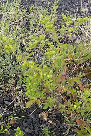 Potentilla intermedia \ Mittleres Fingerkraut, D Mannheim 19.6.2009