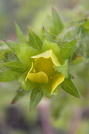 Potentilla intermedia \ Mittleres Fingerkraut / Downy Cinquefoil, Russian Cinquefoil, D Mannheim 19.6.2009