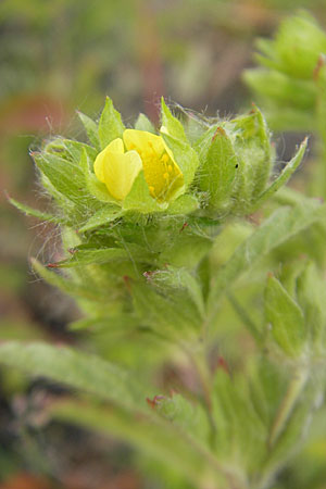 Potentilla intermedia / Downy Cinquefoil, Russian Cinquefoil, D Mannheim 19.6.2009