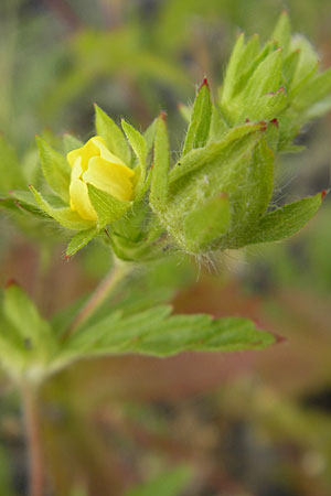 Potentilla intermedia \ Mittleres Fingerkraut, D Mannheim 19.6.2009