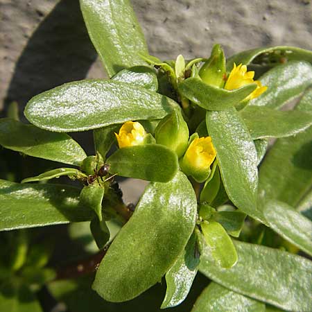 Portulaca oleracea agg. / Common Purslane, D Mannheim 2.7.2009