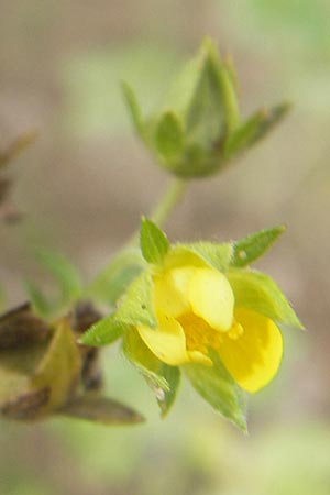 Potentilla norvegica \ Norwegisches Fingerkraut, D Viernheim 23.7.2009