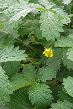 Potentilla norvegica \ Norwegisches Fingerkraut / Rough Cinquefoil, D Viernheim 23.7.2009