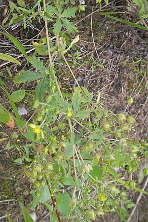 Potentilla norvegica \ Norwegisches Fingerkraut / Rough Cinquefoil, D Viernheim 23.7.2009