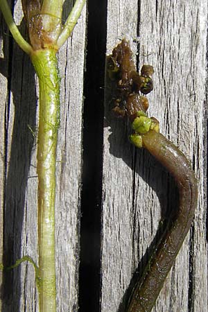 Potamogeton x angustifolius \ Schmalblttriges Laichkraut / Illinois Pontweed, D Karlsruhe 29.8.2009