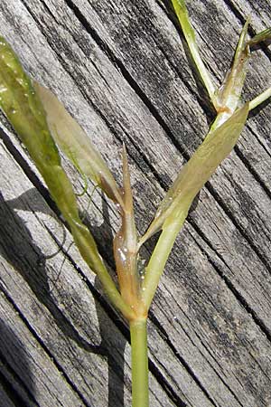 Potamogeton x angustifolius \ Schmalblttriges Laichkraut / Illinois Pontweed, D Karlsruhe 29.8.2009