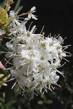 Rhododendron groenlandicum / Greenland Tea, D Günzburg 8.5.2010