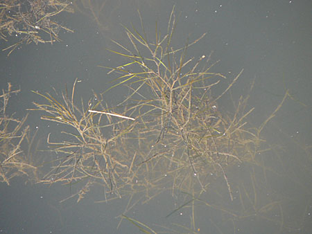 Potamogeton pectinatus \ Kamm-Laichkraut / Fennel Pontweed, D Heidelberg 24.8.2008