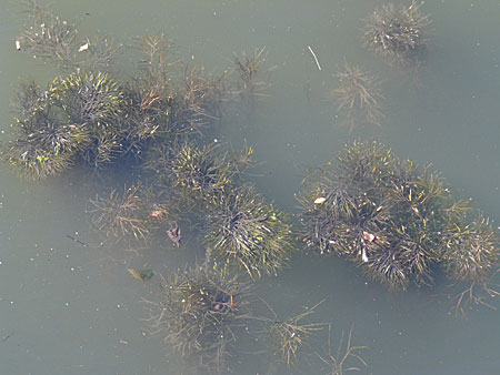 Potamogeton pectinatus \ Kamm-Laichkraut / Fennel Pontweed, D Heidelberg 24.8.2008